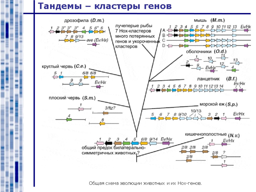 Тандемы – кластеры генов Общая схема эволюции животных и их Hox-генов.